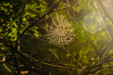 cobwebs in the morning mist. Juicy greens.