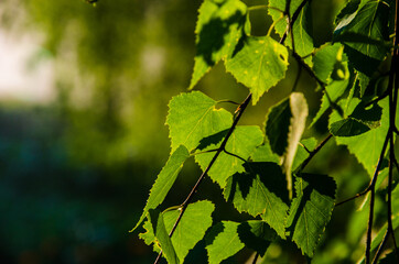 A warm summer morning. juicy green birch leaf.