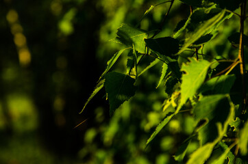 A warm summer morning. juicy green birch leaf.