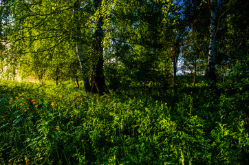 A warm summer morning. Birch grove at dawn. Fields and meadows with green grass