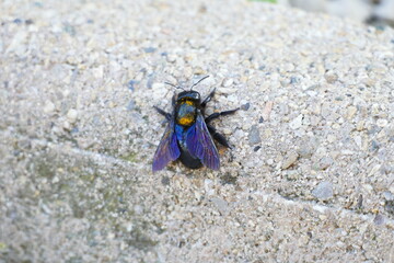 mouche bleue