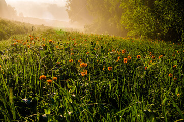 thick morning fog in the forest at pond. orange flowers - 387888444