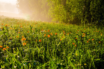 thick morning fog in the forest at pond. orange flowers