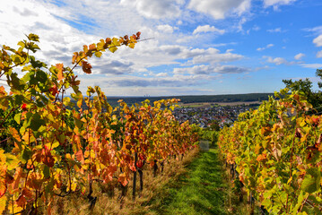 Weinberg Apostelgarten Michelbach / Stadt Alzenau im unterfränkischen Landkreis Aschaffenburg