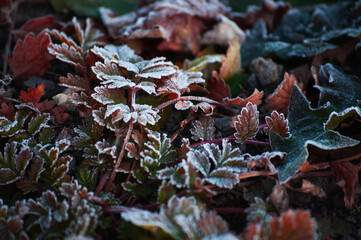 autumn frosted leaves on the ground