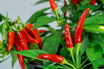 Red chili pepper with leaves on white background.