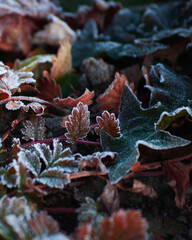 autumn frosted leaves on the ground