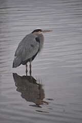 Great blue heron