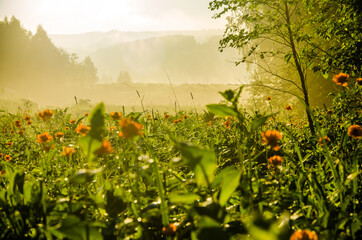 Fototapeta na wymiar thick morning fog in the forest at pond. orange flowers