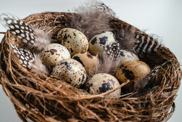 Obraz premium Happy easter. Quail eggs with feathers in the nest. greeting card