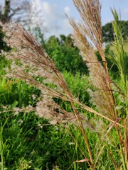 Tall Grass #1