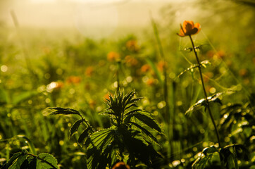 thick morning fog in the forest at pond. orange flowers