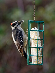 downy woodpecker (Dryobates pubescens) on the feeder with suet, hung in the backyard for the winter