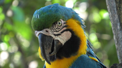 Araararauna