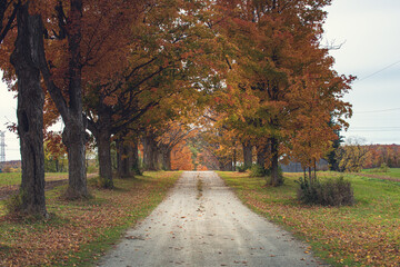 Autumn lane way  surrounded by old growth maple tree. 