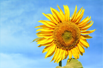 Obraz premium Beautiful blooming sunflower outdoors on summer day, closeup. Space for text