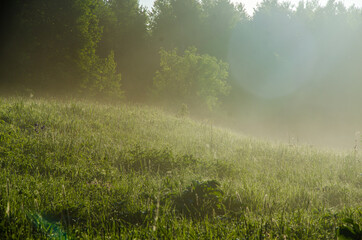 Obraz na płótnie Canvas A warm summer morning. Birch grove at dawn. Fields and meadows with green grass