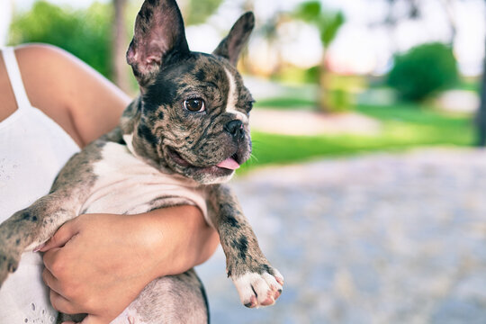 Female owner holding beautiful puppy spotted french bulldog happy at the park outdoors