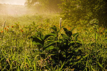 thick morning fog in the forest at pond. orange flowers