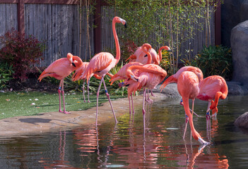pink flamingos in the lake