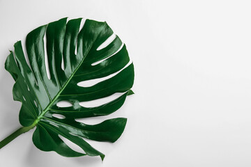 Fototapeta na wymiar Beautiful monstera leaf on white background, top view. Tropical plant
