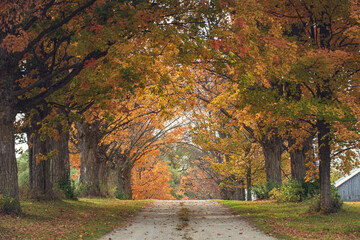Maple tree lined road. Autumn colors from green to orange to yellow.