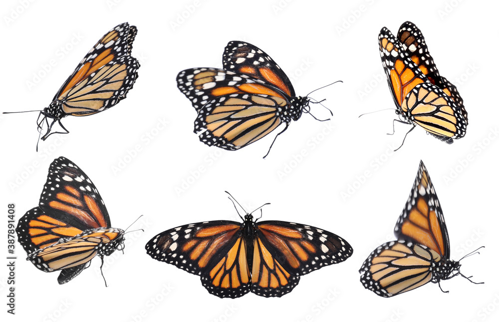 Wall mural Set of beautiful monarch butterflies on white background