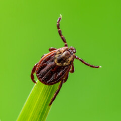 Encephalitis Tick Insect Crawling on Green Grass. Encephalitis Virus or Lyme Borreliosis Disease...
