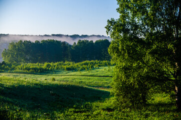 the sun's rays break through the birch leaves. Thick morning fog