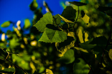 the sun's rays break through the birch leaves. Thick morning fog