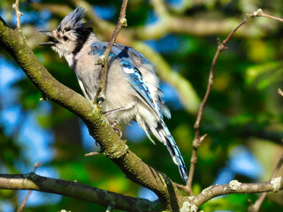 Bluejay Bird Singing with Beak Wide Open and Showing off Blue Feathers in Head Crest and Wings While Perched on Tree Branch with Bright Blue Sky and Green Leaves in Background