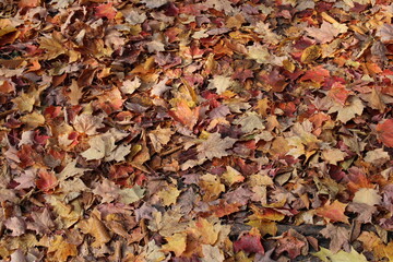 autumn leaves background