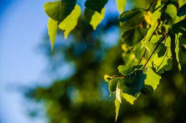 the sun's rays break through the birch leaves. Thick morning fog - 387892612