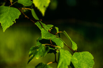 the sun's rays break through the birch leaves. Thick morning fog