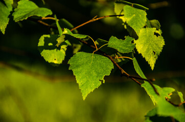 the sun's rays break through the birch leaves. Thick morning fog