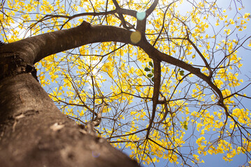 ipê amarelo