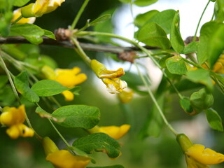 Yellow flowers with green leaves. Close-up.