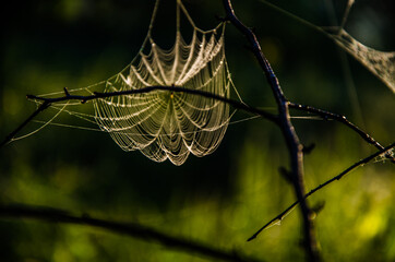 cobwebs in the morning mist. Juicy greens.