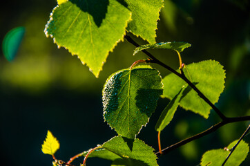 the sun's rays break through the birch leaves. Thick morning fog