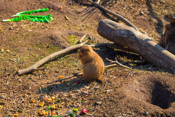 marmot  
groundhog  土拨鼠