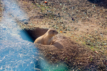 marmot  
groundhog  土拨鼠