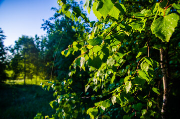 the sun's rays break through the birch leaves. Thick morning fog