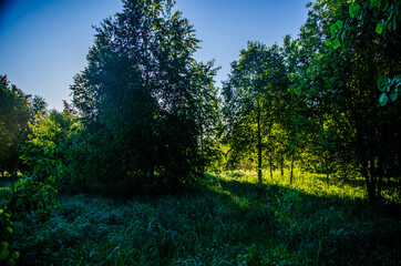 Obraz premium the sun's rays break through the birch leaves. Thick morning fog