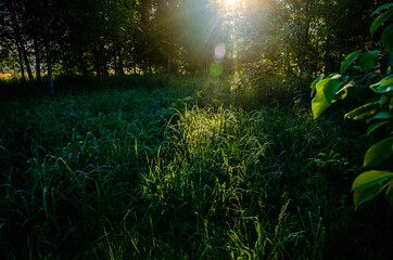 Obraz premium the sun's rays break through the birch leaves. Thick morning fog