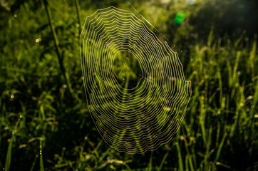 cobwebs in the morning mist. Juicy greens.