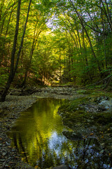 Obraz premium river in the woods