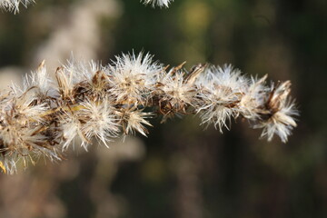thistle in the wind