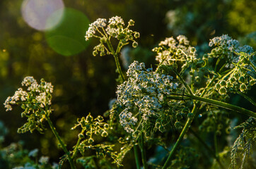 yarrow in the frost and morning mist by the pond