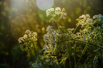 yarrow in the frost and morning mist by the pond - 387895422