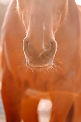 close up of a horse nose